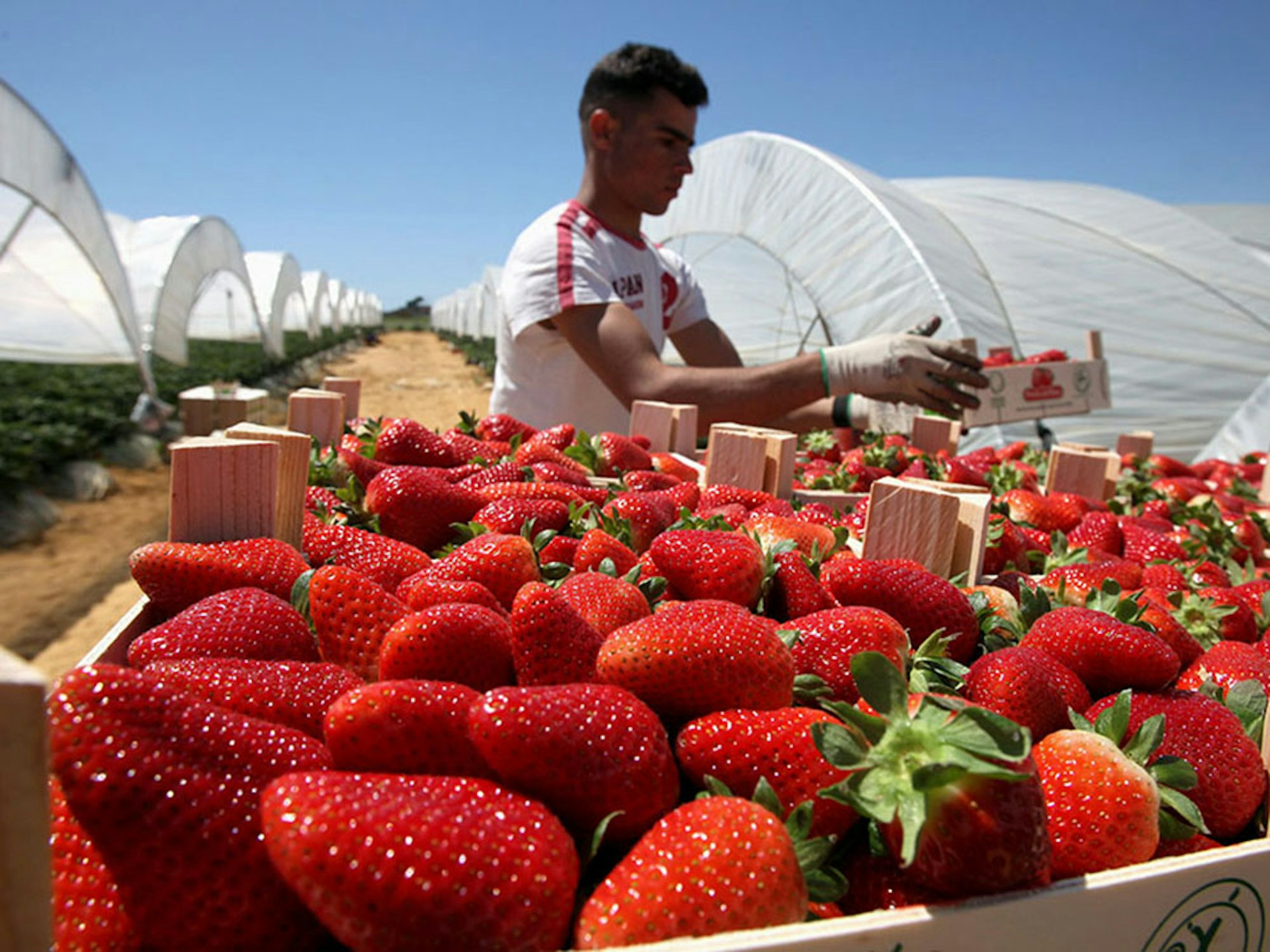 Chi Ci Assicurera Frutta E Ortaggi L Agricoltura Europea Orfana Degli Stagionali Stranieri