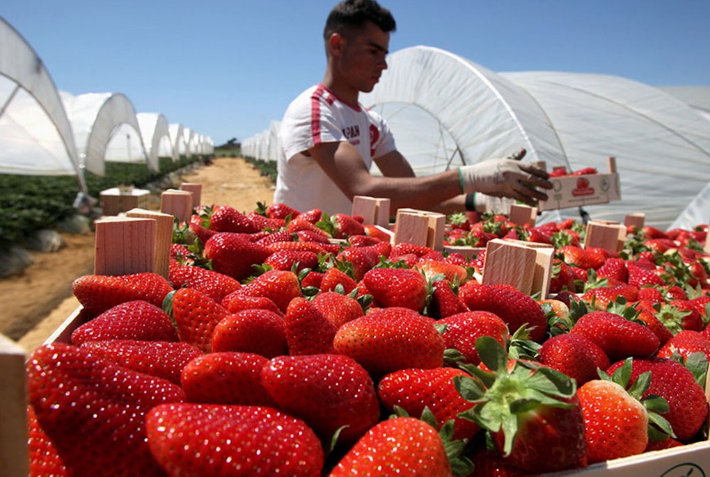 Chi ci assicurerà frutta e ortaggi? L’agricoltura europea orfana degli stagionali stranieri