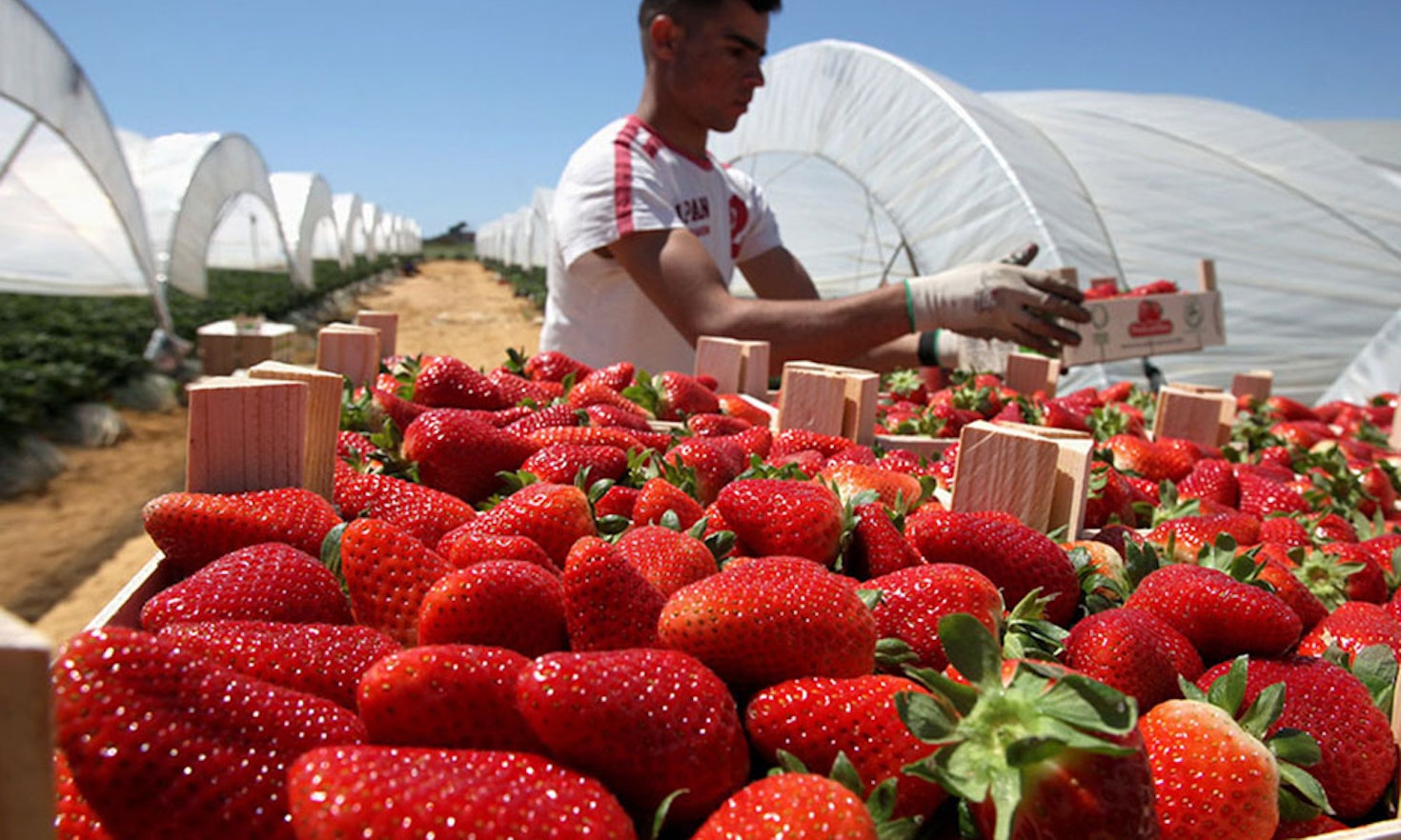 Chi ci assicurerà frutta e ortaggi? L’ agricoltura europea orfana degli stagionali stranieri
