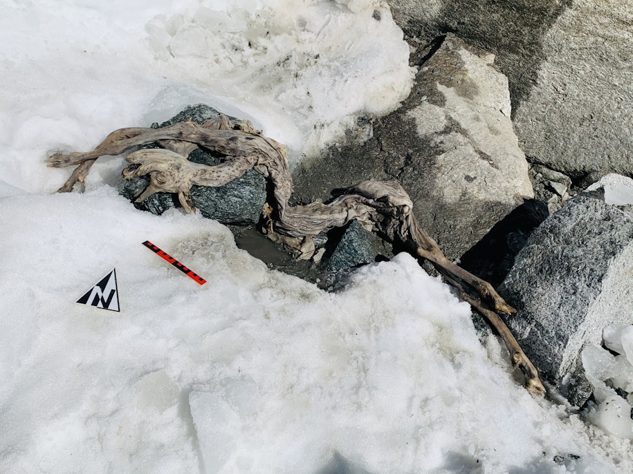  A 400-year-old chamois will serve as a model for research on ice mummies