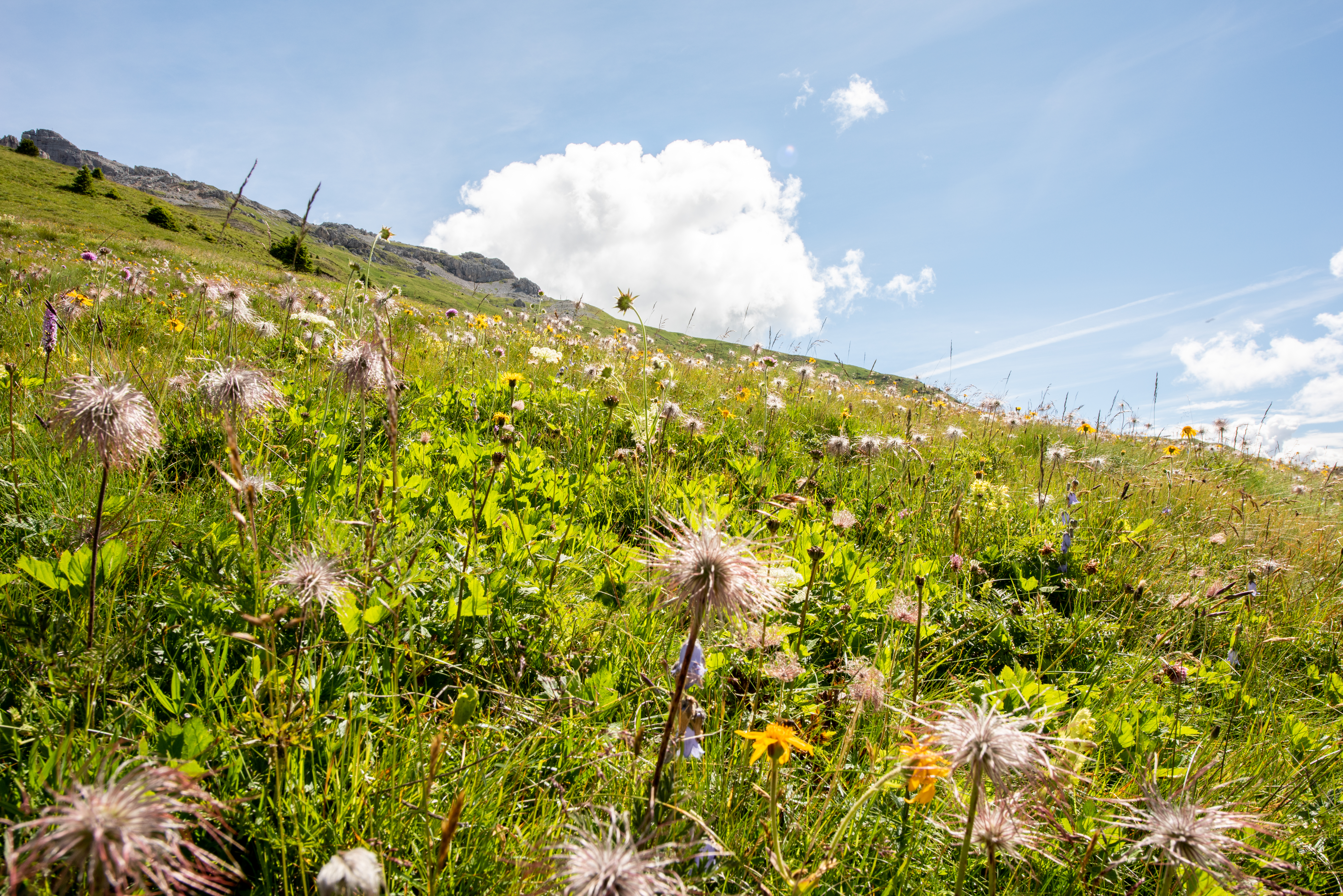 Biodiversity and Ecosystem Functions