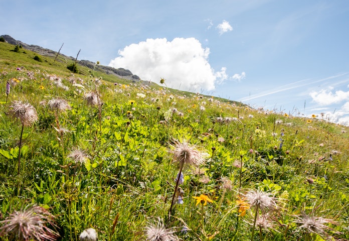 Biodiversity and Ecosystem Functions