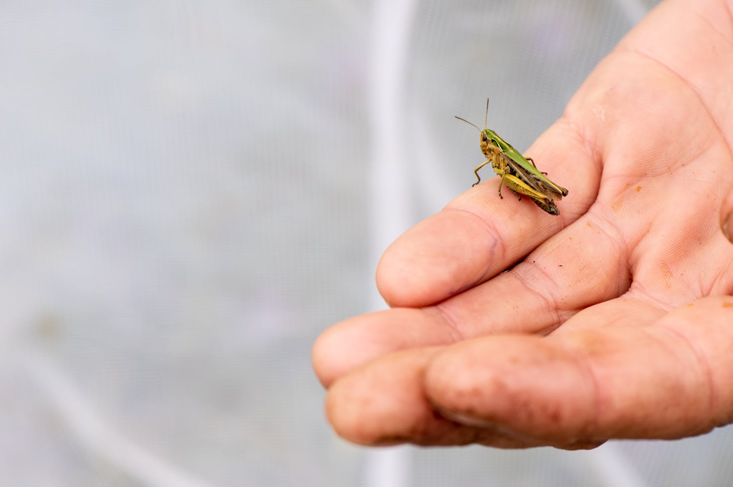 Nadigs Alpenschrecke auf der Seiser Alm, ein Überraschungsfund.