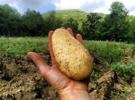 Una patata nella mano di un contadino