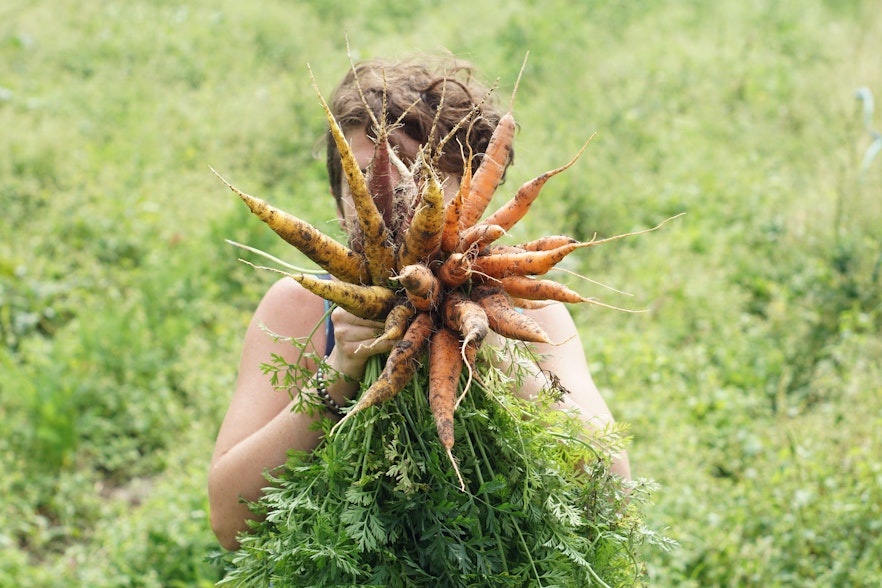 eine junge Bäuerin hält einen bunten Bund Karotten vor ihrem Gesicht