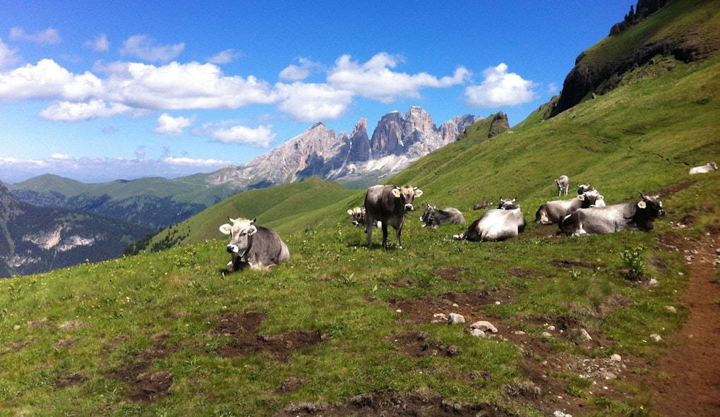 Erstes Symposium zur Viehwirtschaft im Berggebiet an der Eurac in Bozen