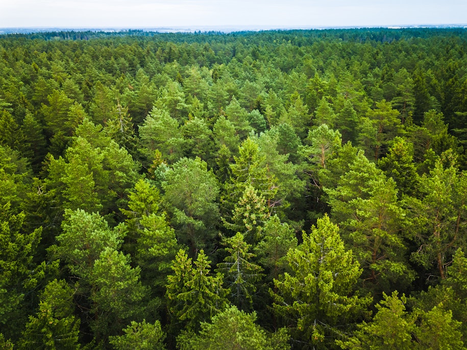 The future of forests
