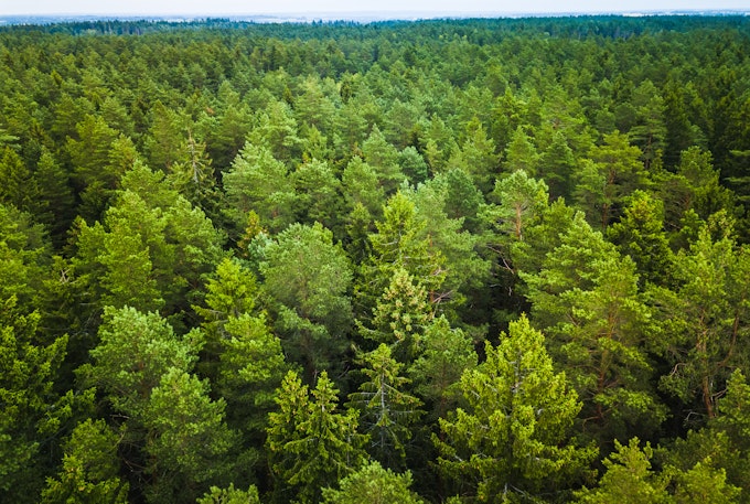 The future of forests