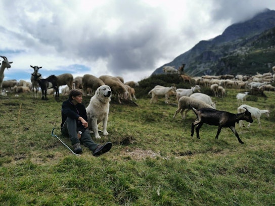 Hirtinnen in den Alpen - Einblicke in das Hirtenwesen