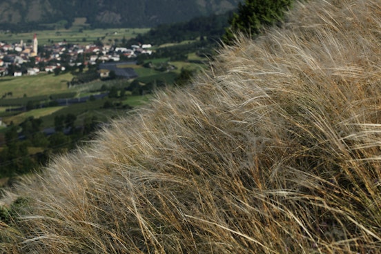 Symposium on the inner-Alpine dry meadows of the Terra Raetica