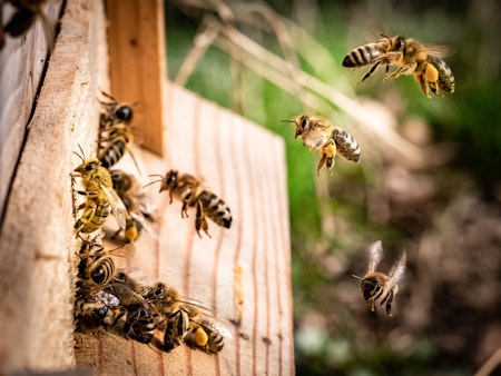 BeEurac: un apiario urbano per vivere la biodiversità in città