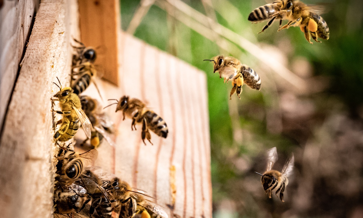 BeEurac: un apiario urbano per vivere la biodiversità in città