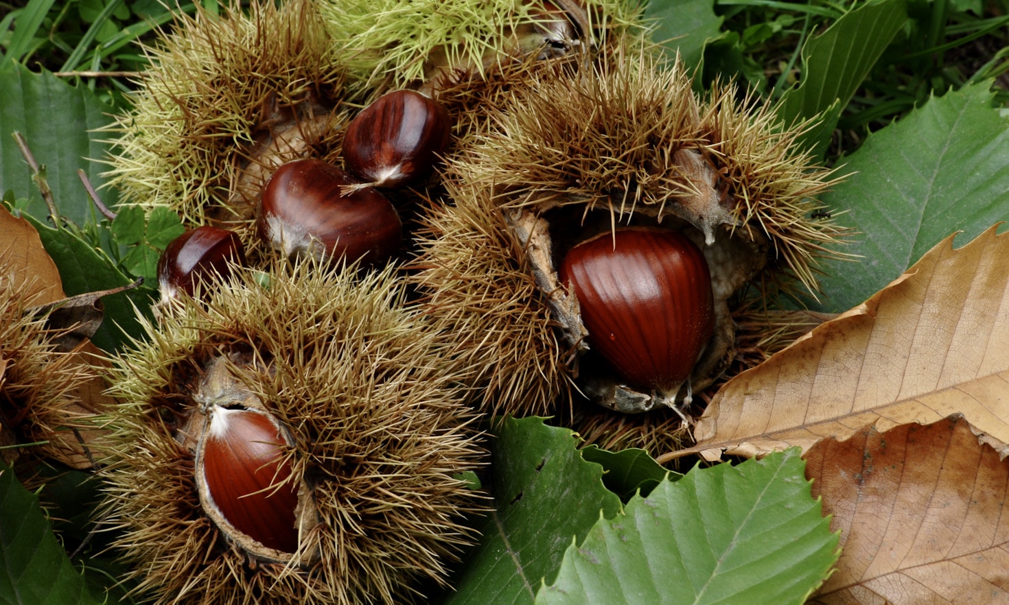 Coltivazione e lavorazione delle castagne