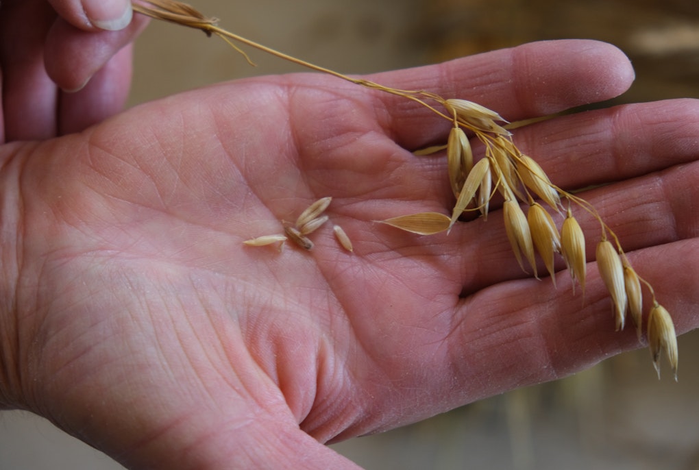 Coltivazione e produzione tradizionale di sementi: un patrimonio di conoscenze inestimabile
