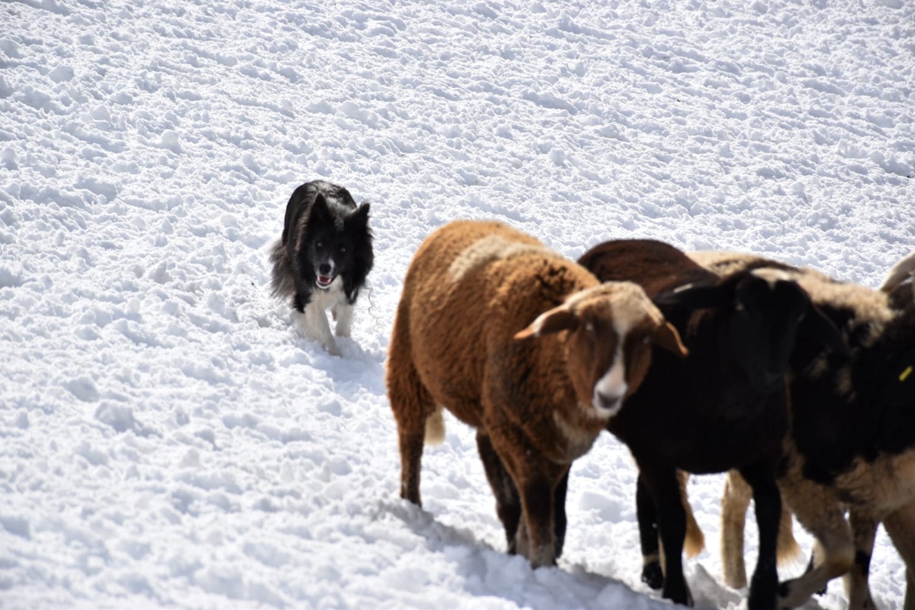 Allevamento e addestramento di cani da pastore