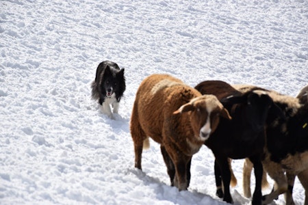 Un Border Collie cammina dietro tre pecore
