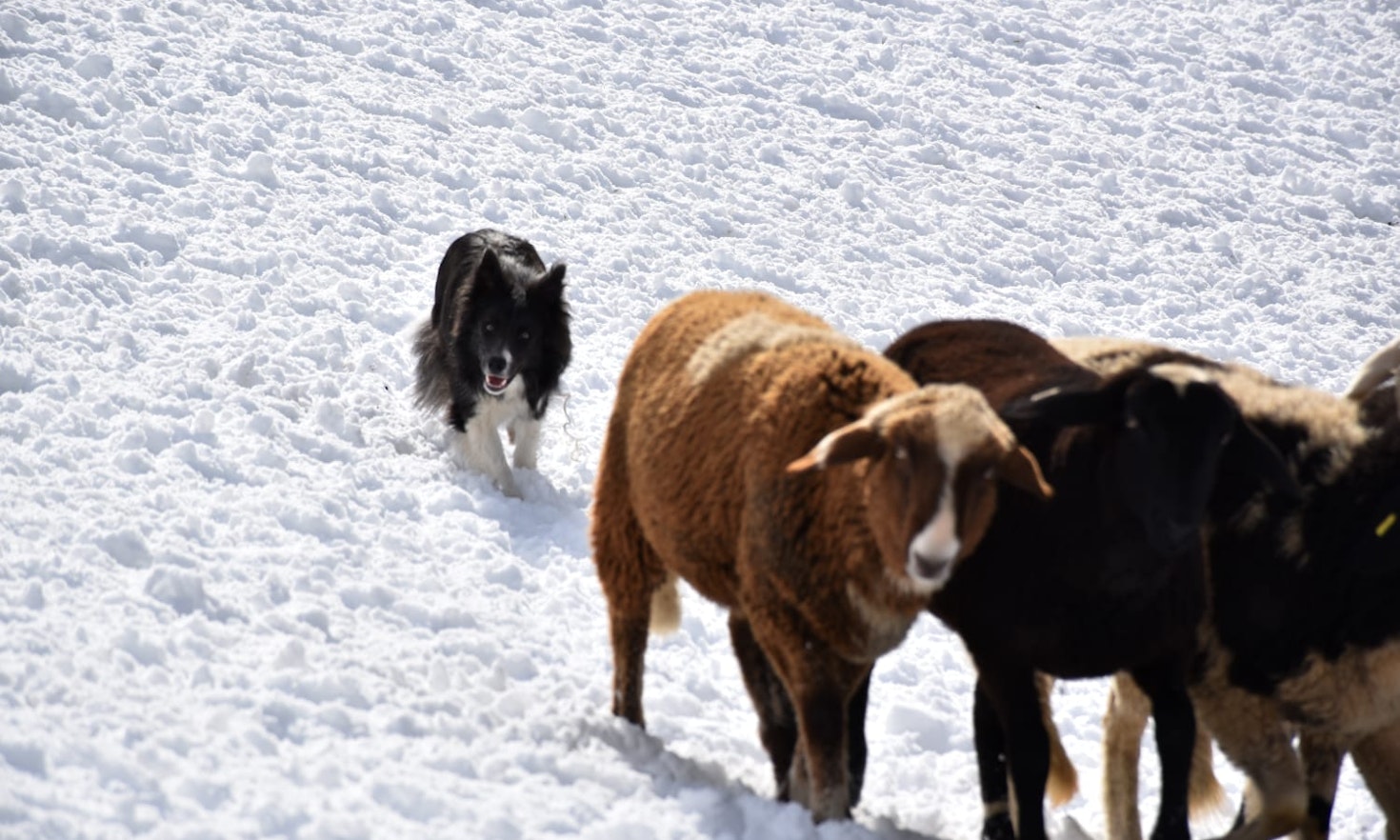 Allevamento e addestramento di cani da pastore