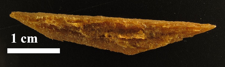 Sample of the bone