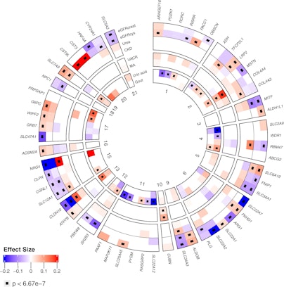Identification of genes associated with kidney function and disease