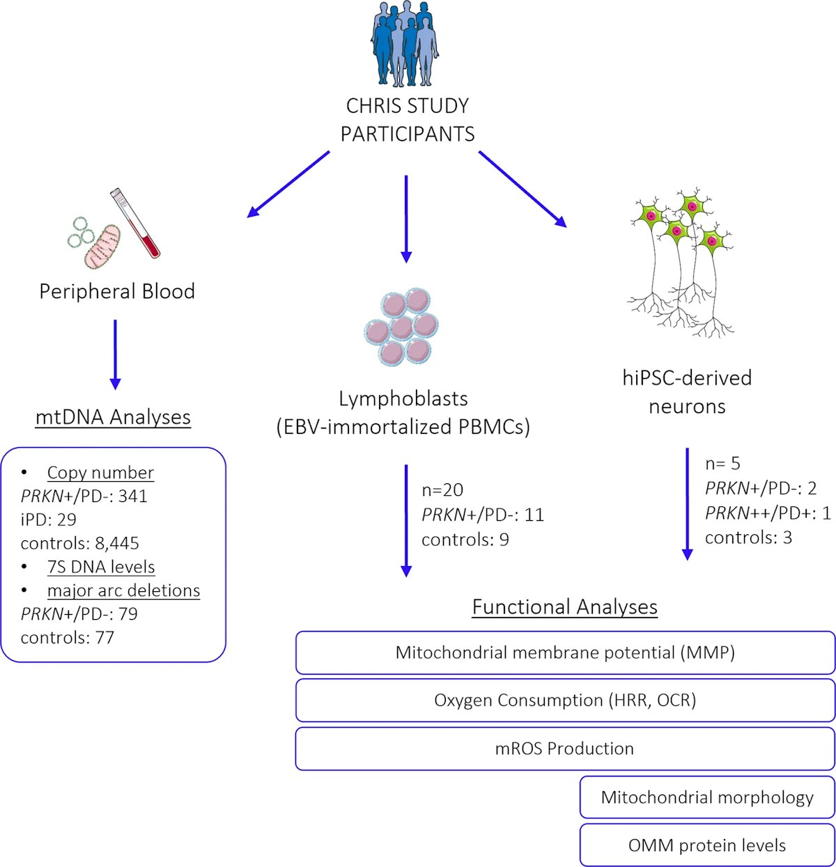 post translational modification and mitochondrial function in parkinson's disease