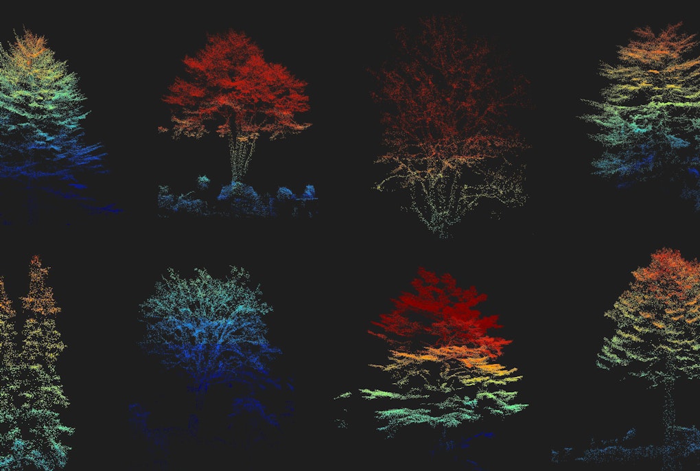 A portrait of every tree