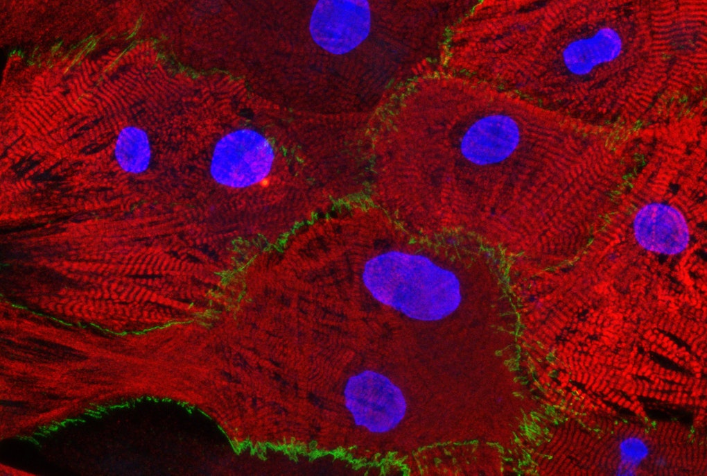 Free of symptoms but not of fears