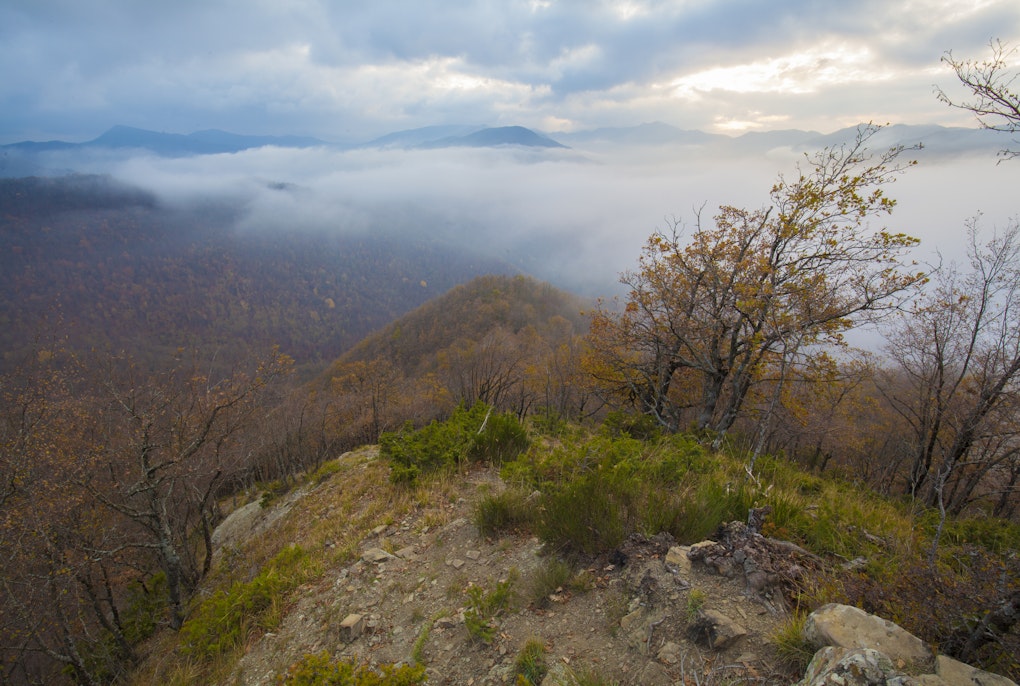 Den Wald durch Fotografie erforschen