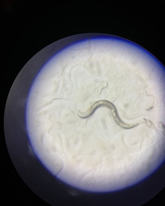 Meeting C. elegans