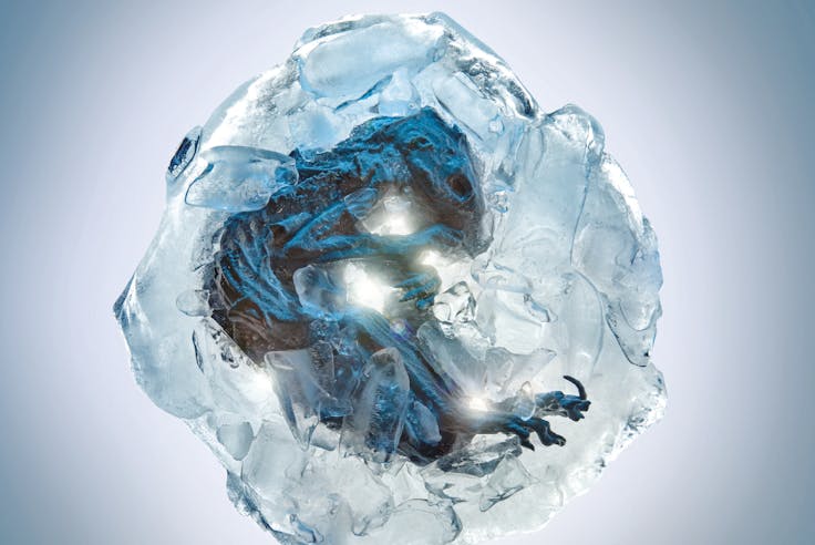 Finalmente visitabile la Marmotta del Lyskamm dal 14 giugno al Castello di Saint-Pierre