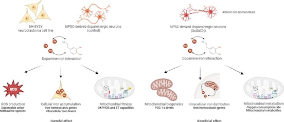 Impact of Dopamine on Mitochondrial Function and Iron Metabolism in Parkinson’s Disease