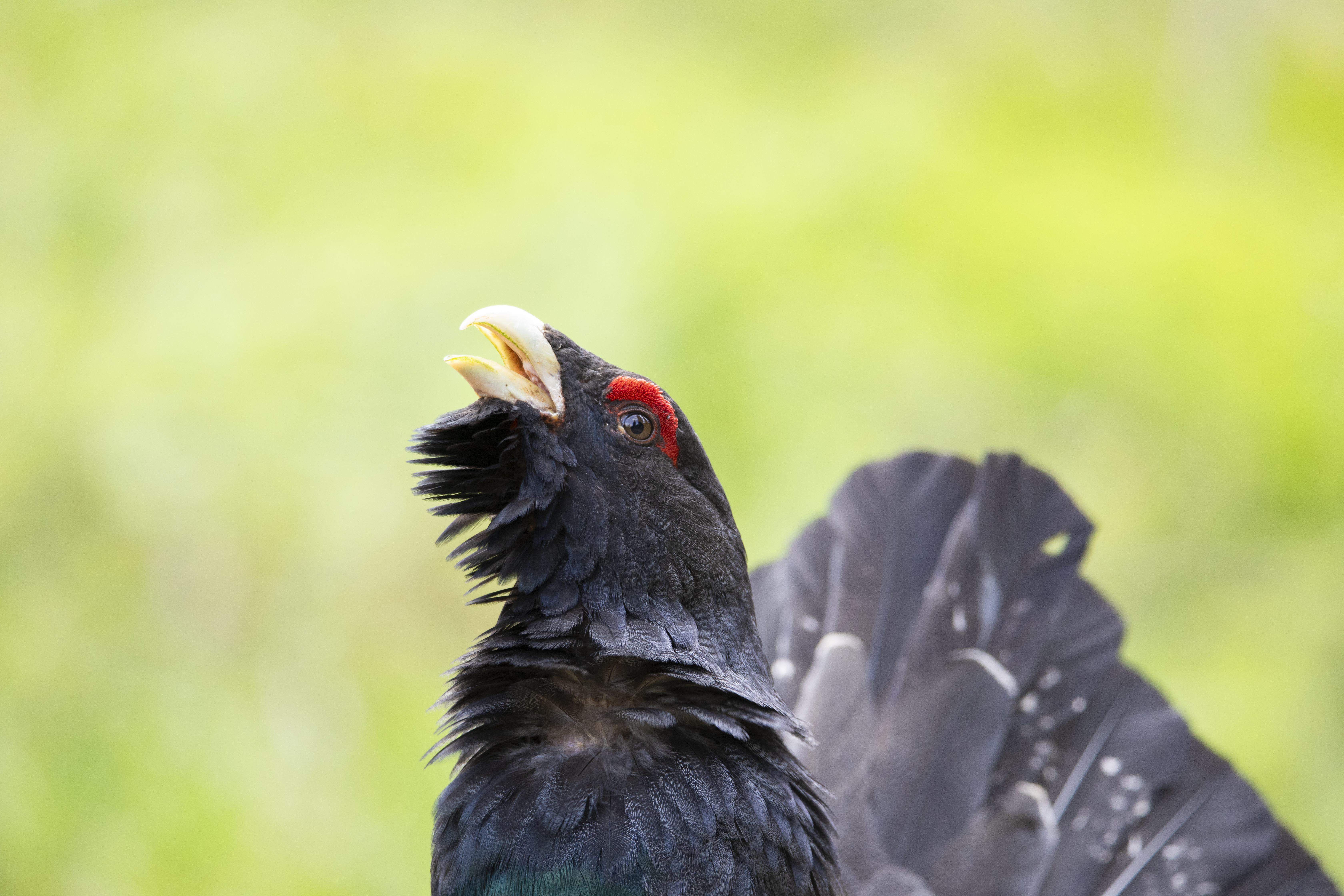 How digital allies are protecting the western capercaillie
