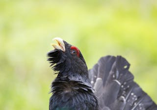 How digital allies are protecting the western capercaillie