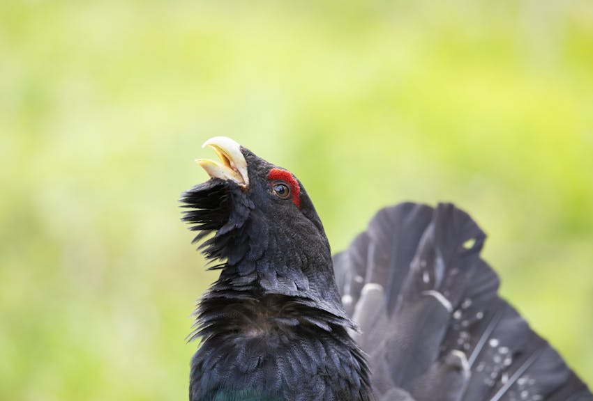 How digital allies are protecting the western capercaillie