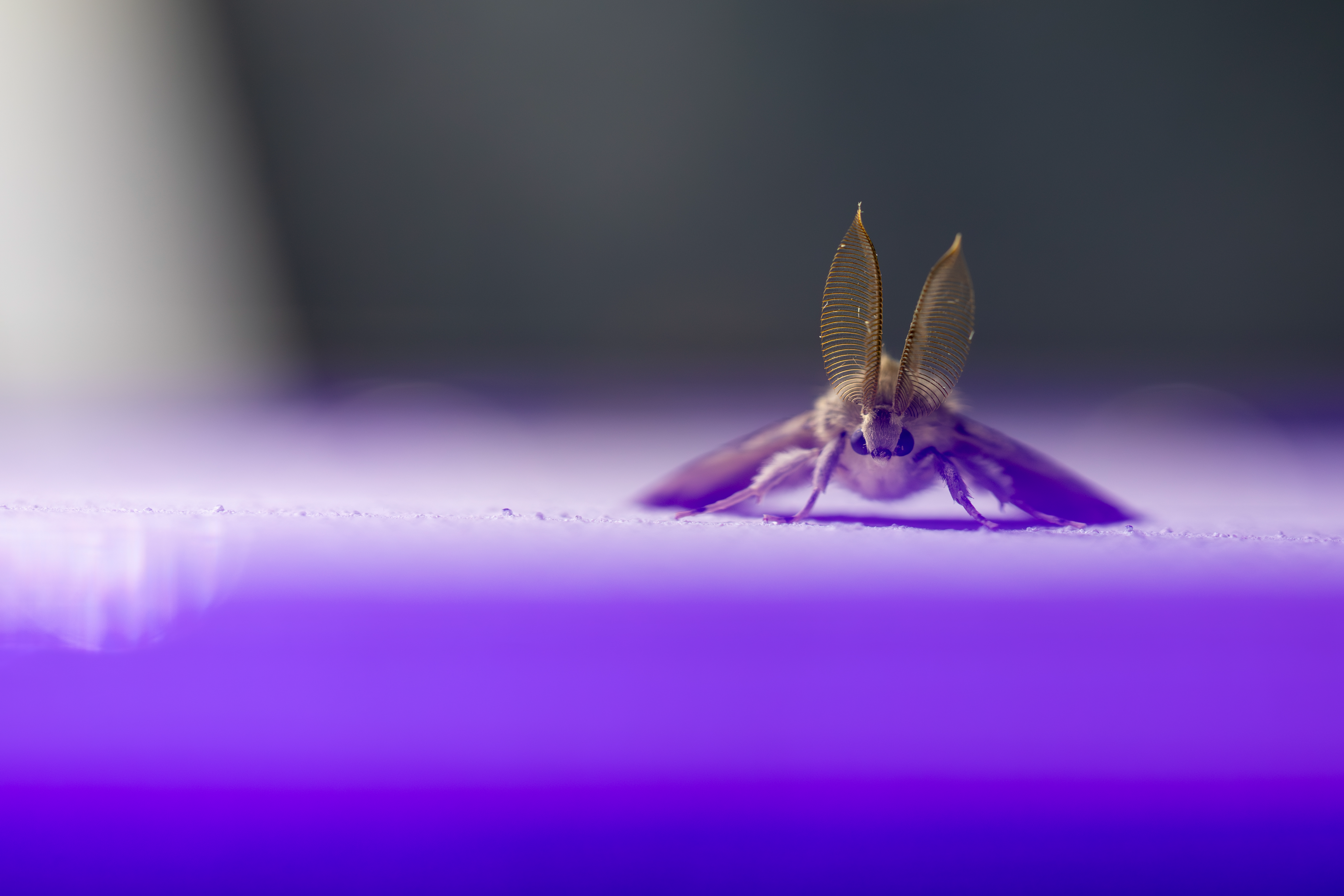 Shedding light on the nocturnal world of moths