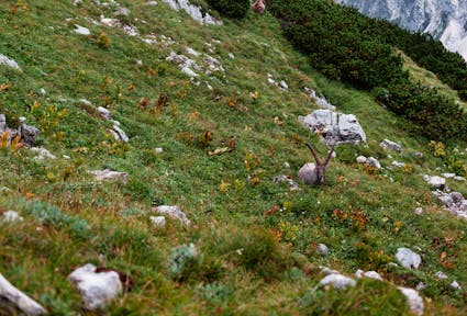 Enhancing transboundary biodiversity governance in the Julian Alps