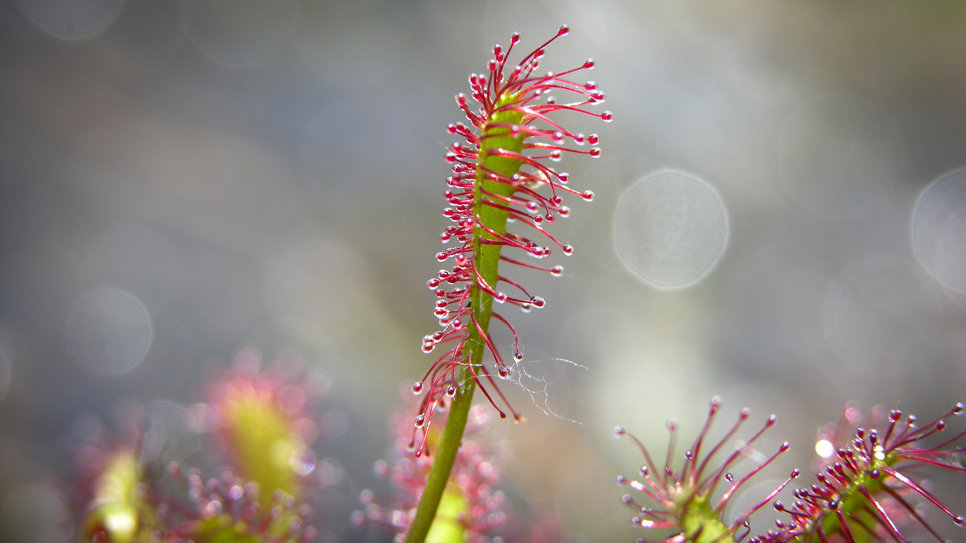 Survival of the stickiest