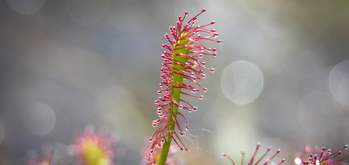 Survival of the stickiest