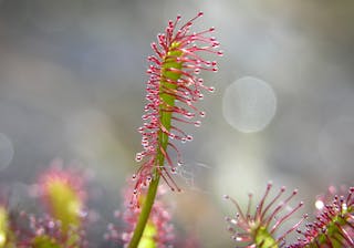 Klebrige Überlebenskünstler