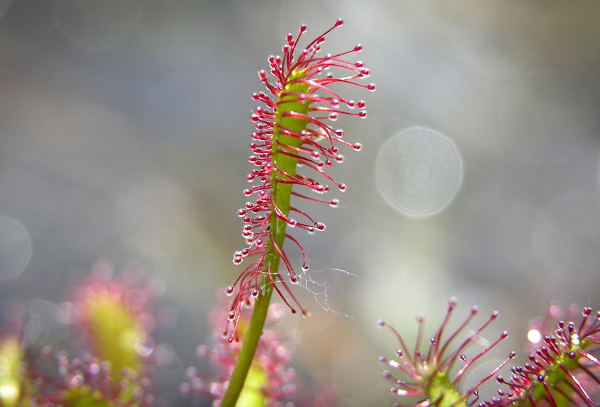 Survival of the stickiest