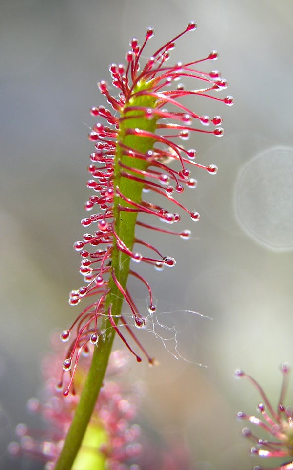 Klebrige Überlebenskünstler
